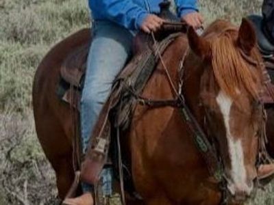 18 year old qh mare