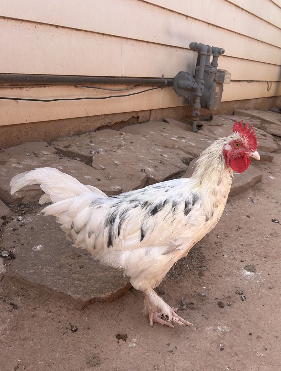 Splash Marans Rooster