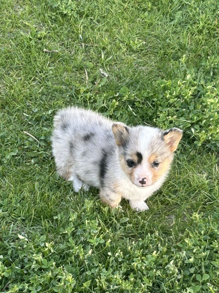 Corgi Puppies