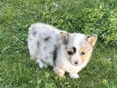 Corgi Puppies