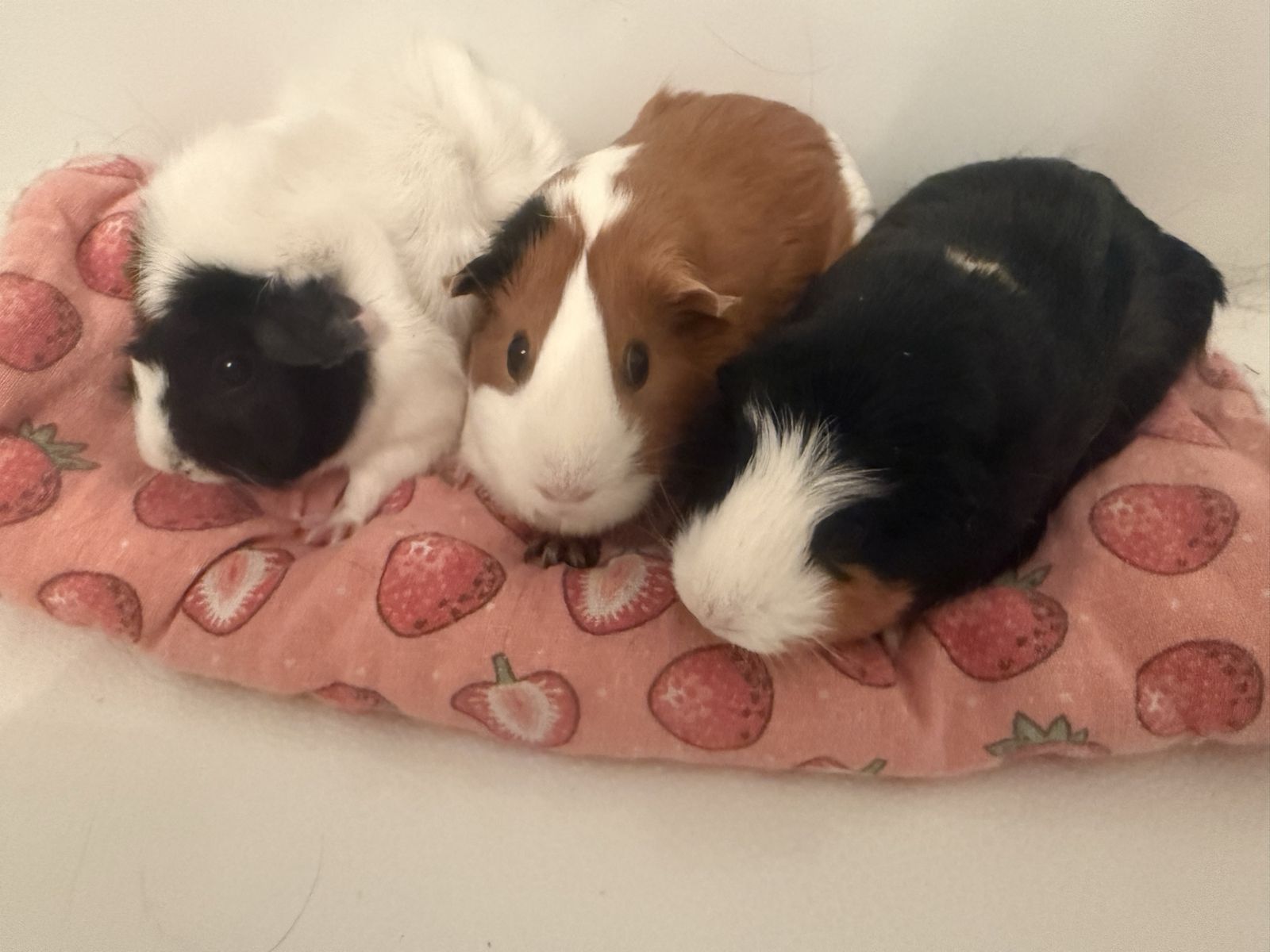 Trio Of Bonded Female Guinea Pigs
