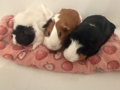 Trio Of Bonded Female Guinea Pigs