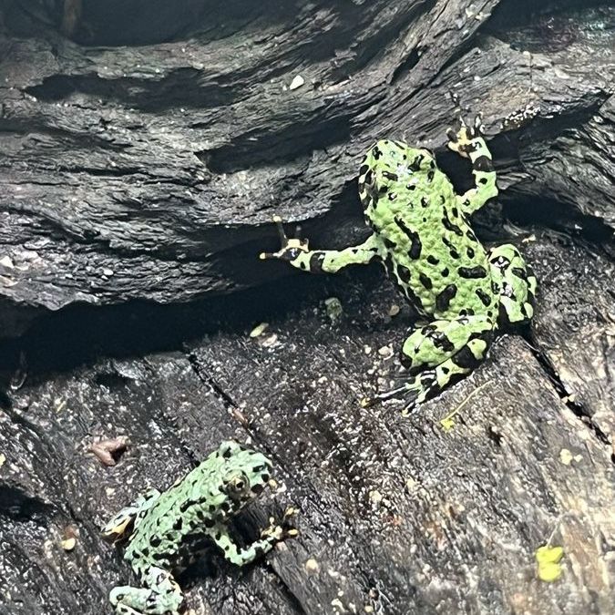 Fire Belly Toads