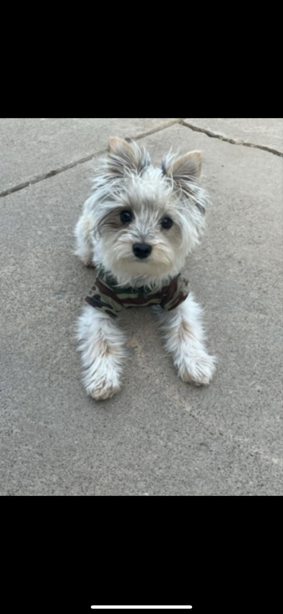 Morkie Dog - 3-Year-Old Male Maltese Yorkie Mix, 6 lbs, Up-to-date Vaccines, Good with Kids not neutered