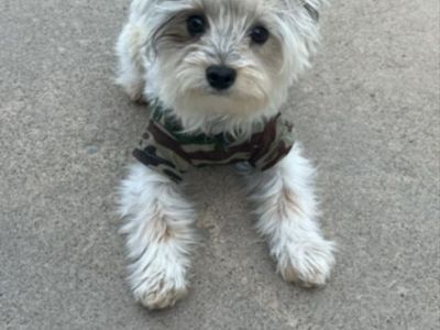 Morkie Dog - 3-Year-Old Male Maltese Yorkie Mix, 6 lbs, Up-to-date Vaccines, Good with Kids not neutered