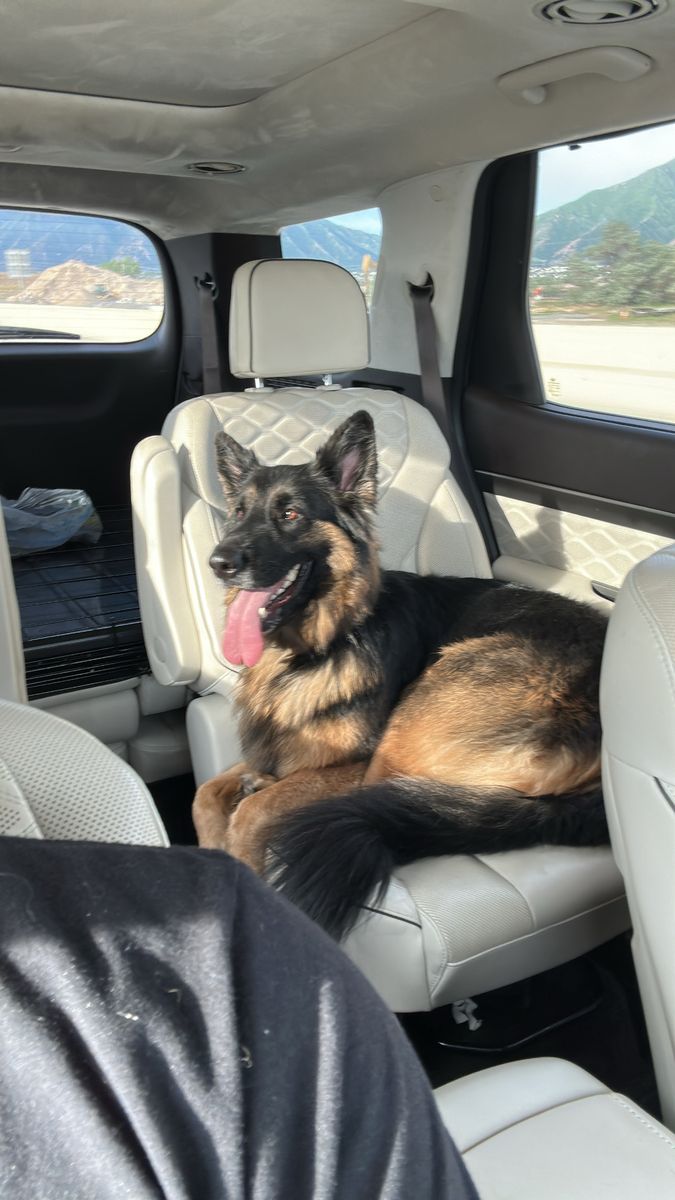 Female German Shepherd rehoming