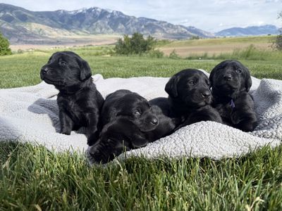 AKC black labs