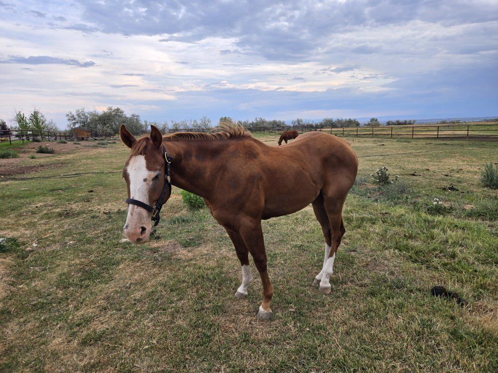 AQHA Sorrel Quarter Horse