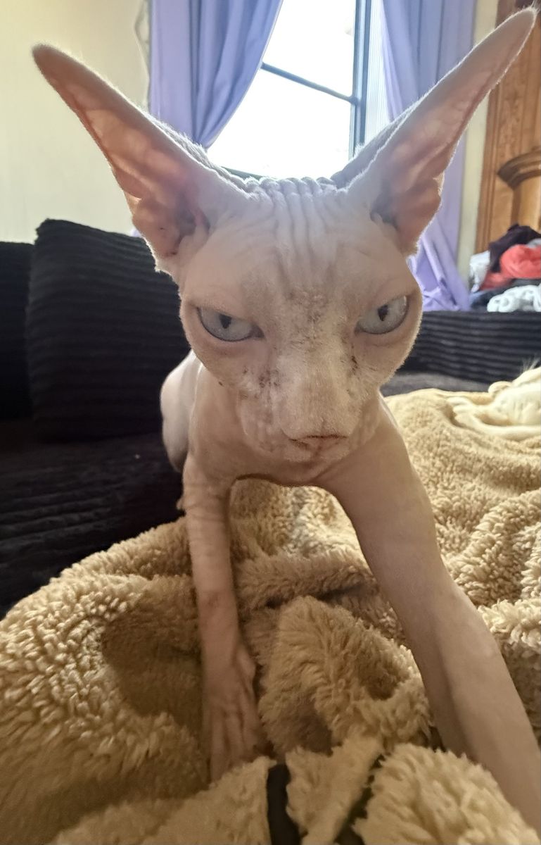 Sphynx Female Cat
