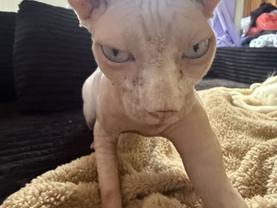 Sphynx Female Cat