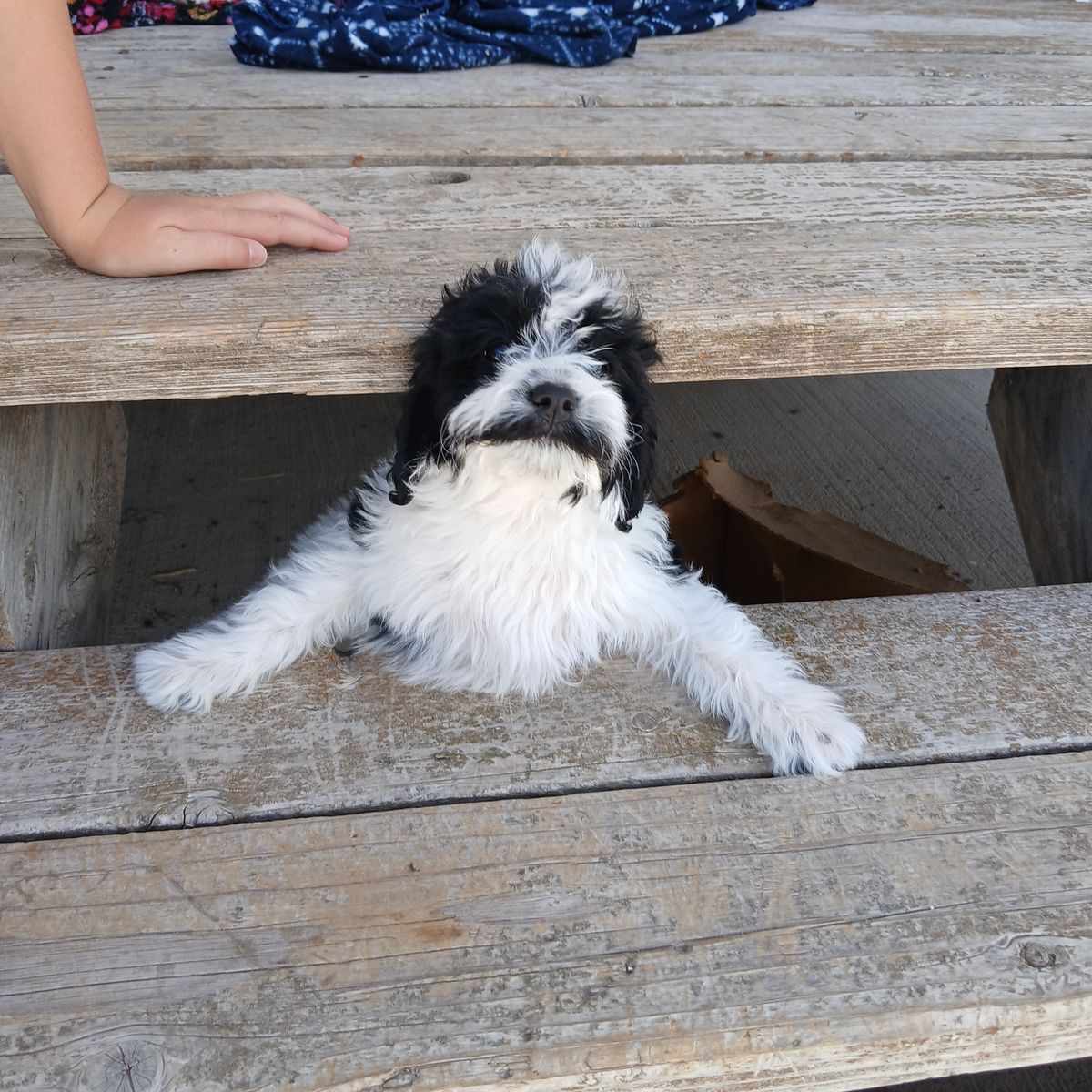 Cavapoo Female Puppy