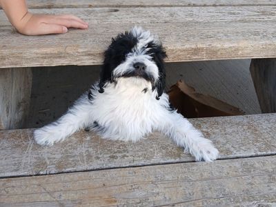 Cavapoo Female Puppy