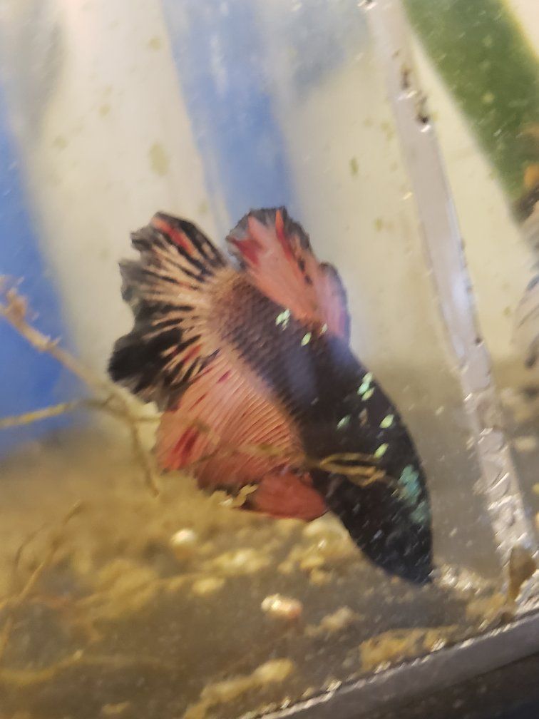 import halfmoon Betta