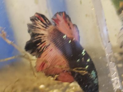 import halfmoon Betta