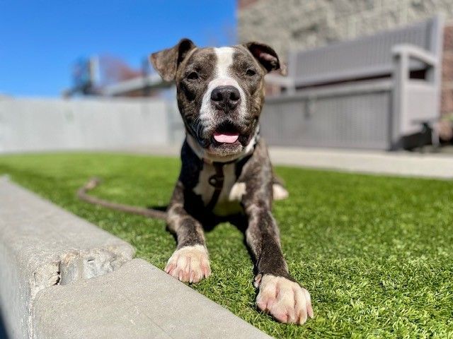 A160508 Dr J is Available for Adoption!