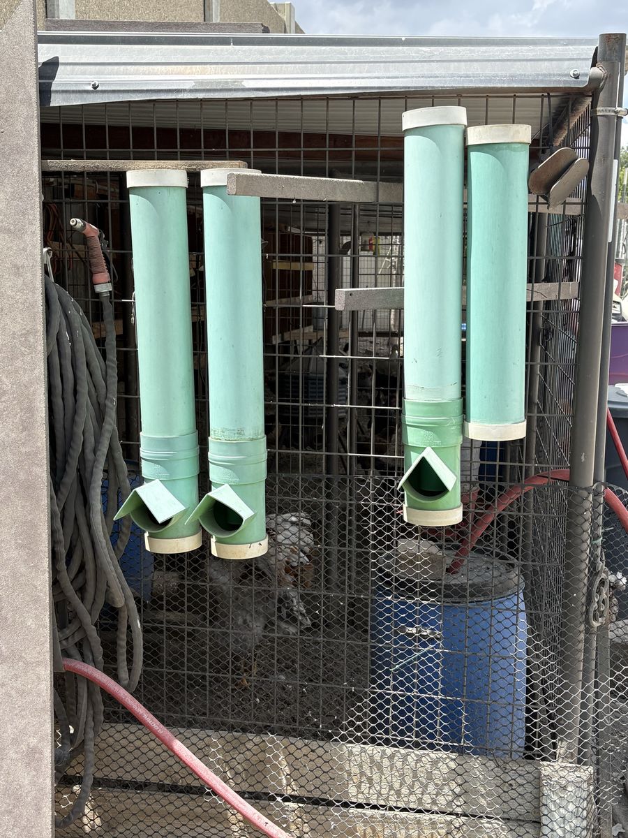 Chicken feeders