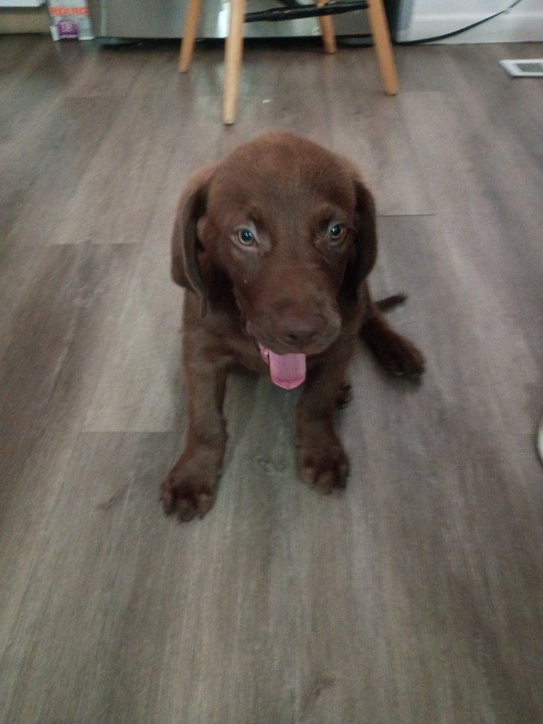 Cute Brown Puppy Labrador Retriever Breed