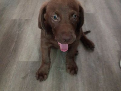 Cute Brown Puppy Labrador Retriever Breed