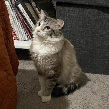 Hello my name is Clover Nook