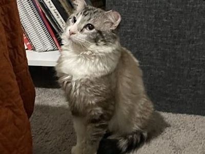 Hello my name is Clover Nook
