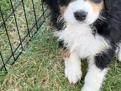 Pyrenees/Bernese Puppies- Female Available