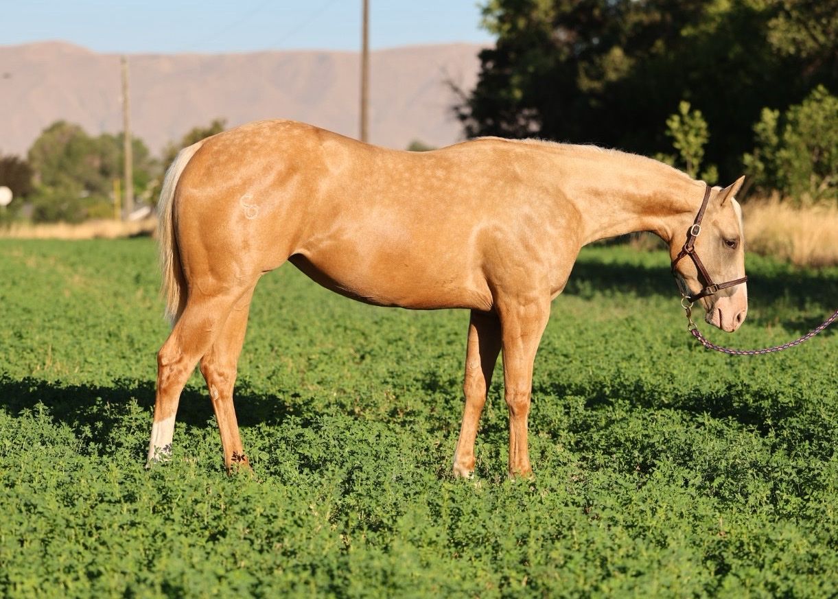 Wimpys Little Step Mare