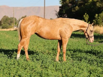 Wimpys Little Step Mare