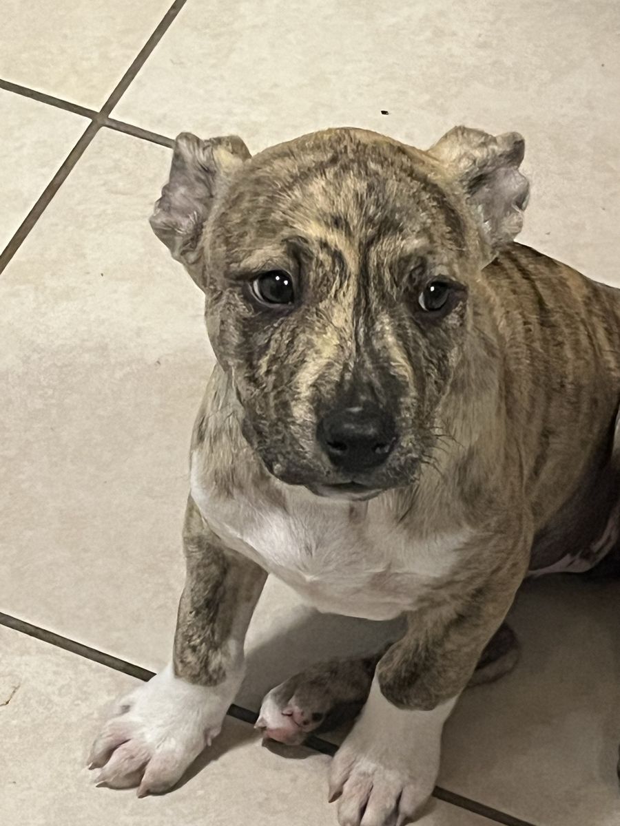 Puppy Pitbull Female