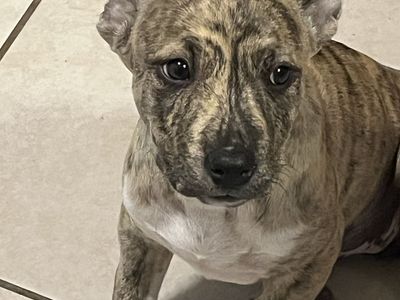 Puppy Pitbull Female