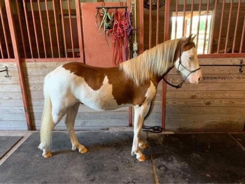 Section A Welsh Splash Stallion At Stud
