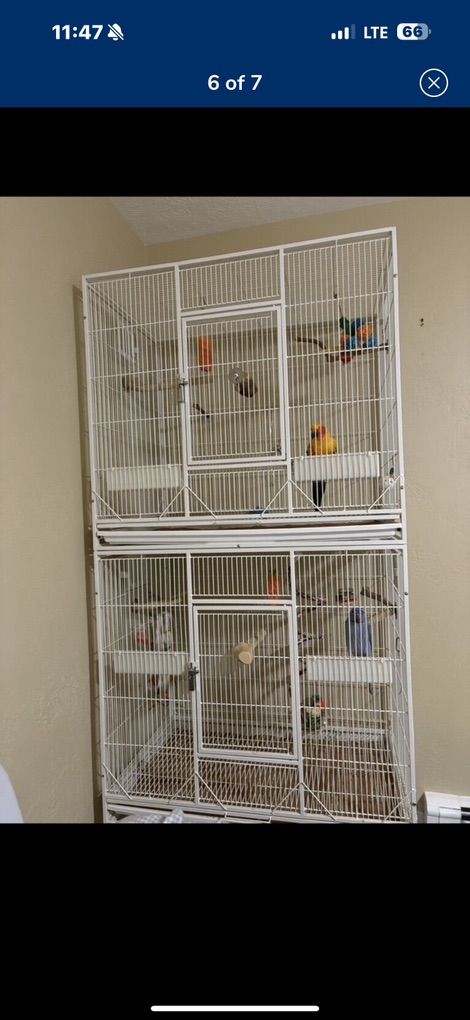 Sun conure