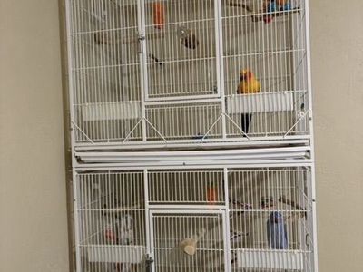 Sun conure