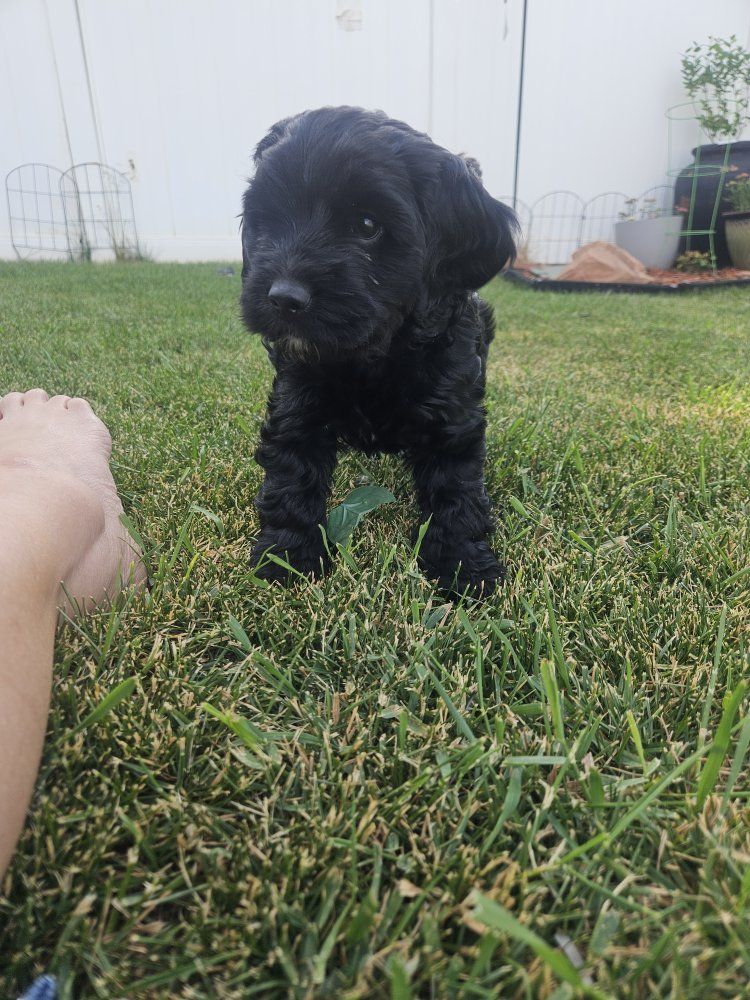 Cavapoo Doxiepoo Puppy - Black & White, Hypoallergenic Potential