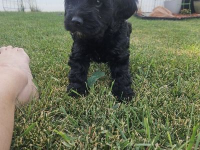 Cavapoo Doxiepoo Puppy - Black & White, Hypoallergenic Potential