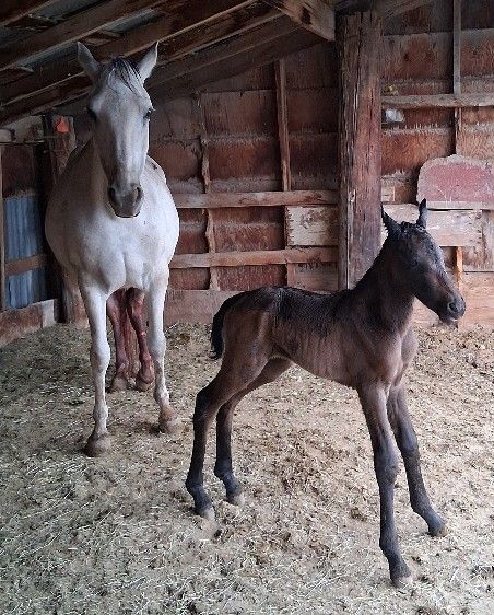 Friesian cross colt couple hours old! On more coming June