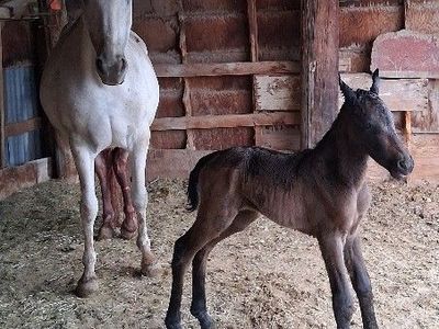 Friesian cross colt couple hours old! On more coming June