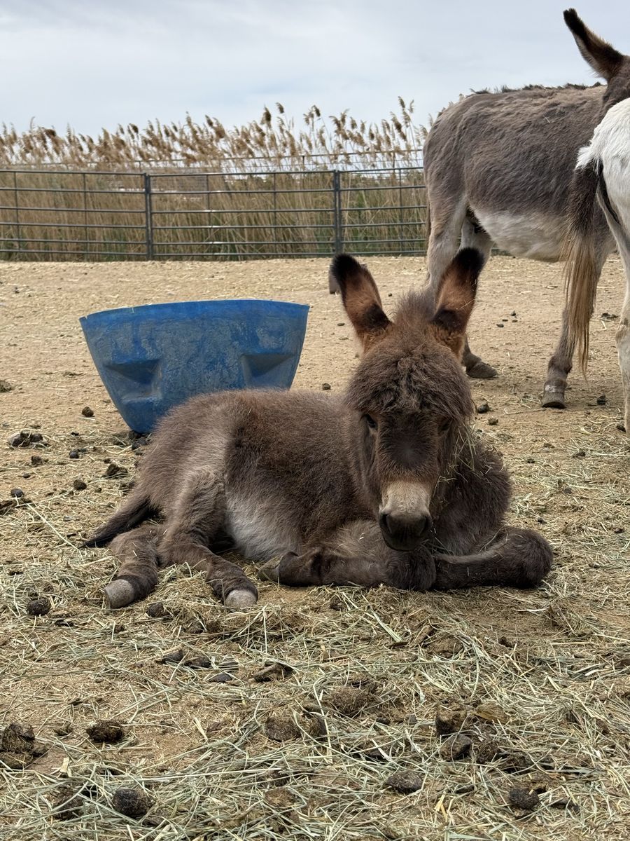 Mini Jenny Donkey