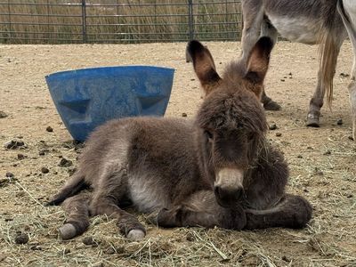 Mini Jenny Donkey