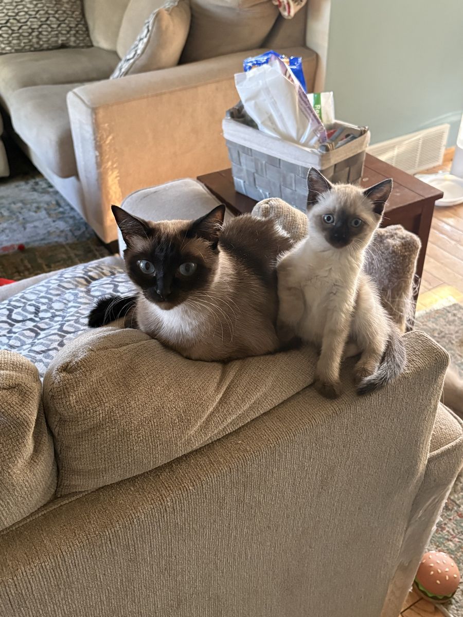 Siamese kitten