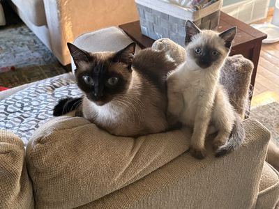 Siamese kitten