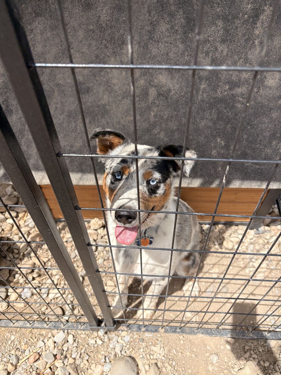 Mini Blue Heeler/mini Aussie mix