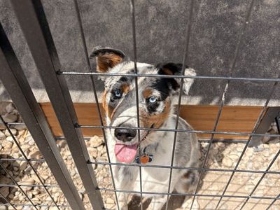 Mini Blue Heeler/mini Aussie mix