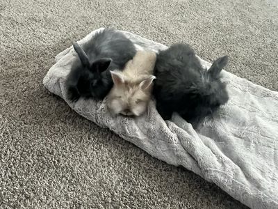 Angora rabbits