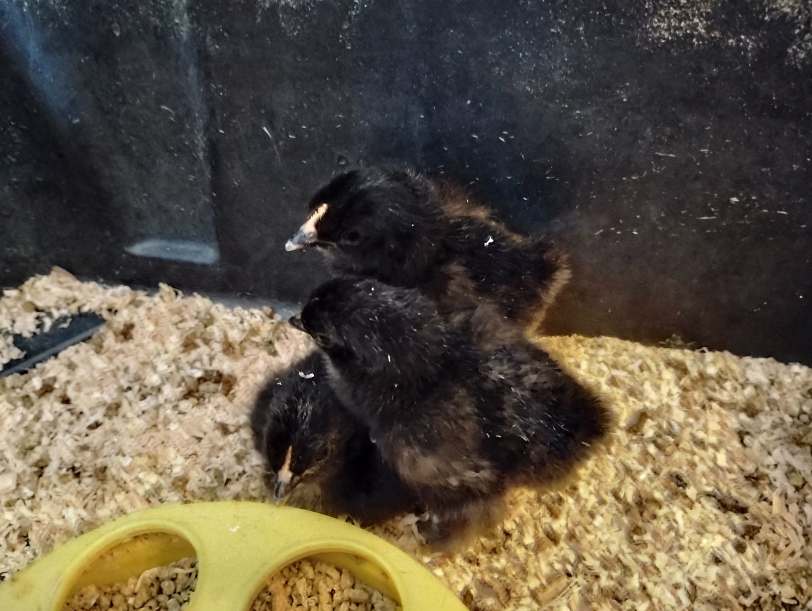Bantam Chicks