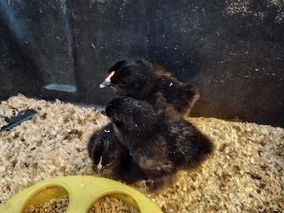 Bantam Chicks