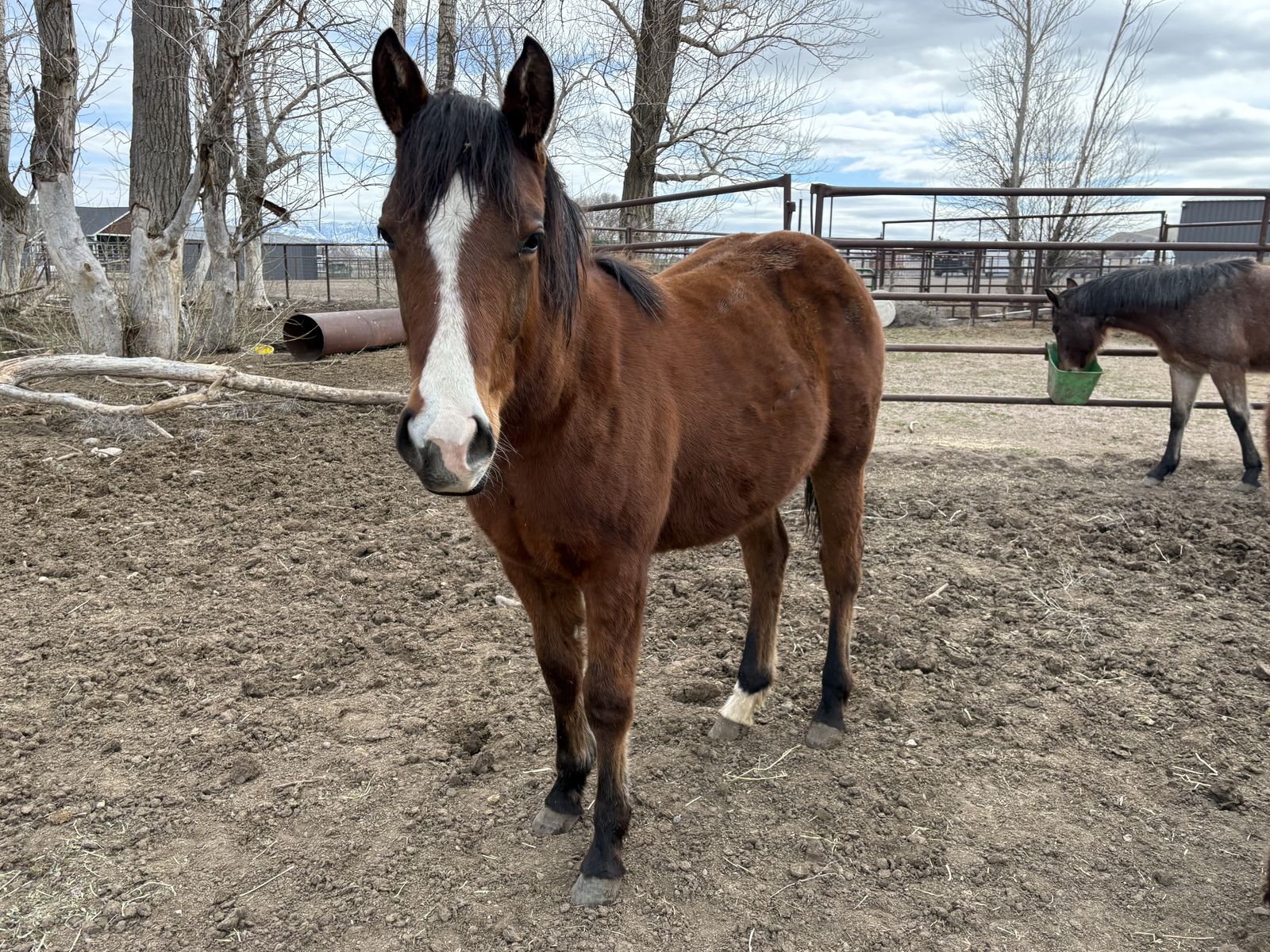 Yearling BIG Bay Filly