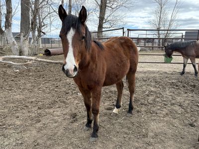 Yearling BIG Bay Filly