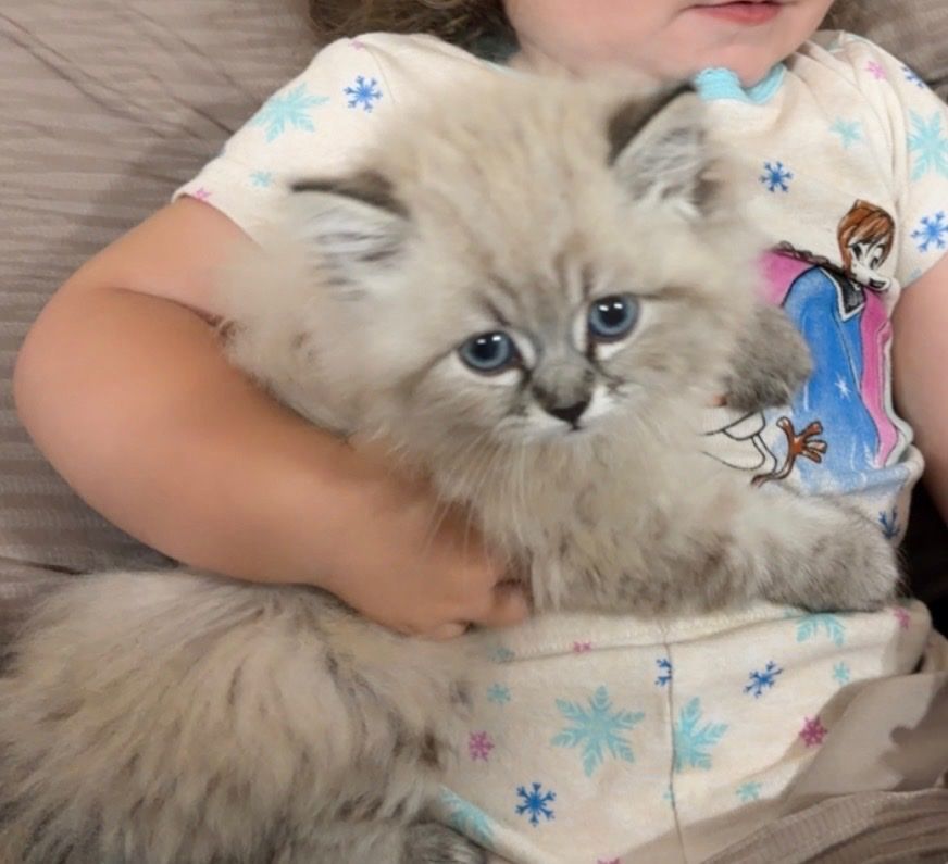 Persian kitten purebred