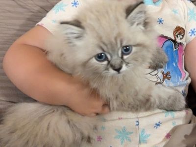 Persian kitten purebred
