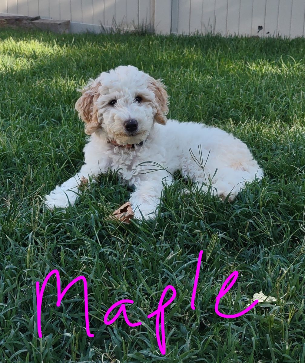 AKC Moyen Poodle puppies
